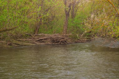 Rusya 'nın bahar nehri doğası. Yüksek kalite fotoğraf