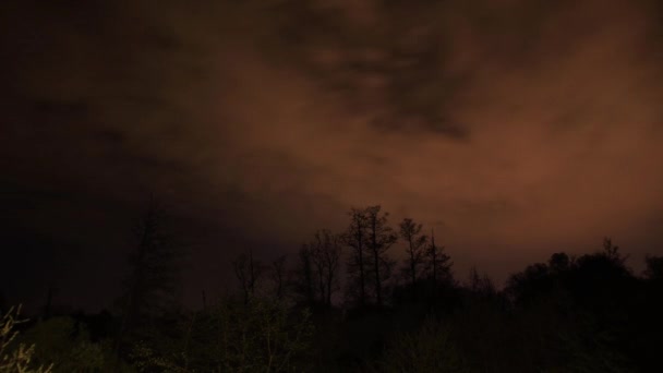 Timelapse Árboles Nubes Una Noche Verano — Vídeos de Stock