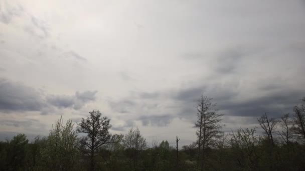 Timelapse Drzew Chmur Letni Wieczór — Wideo stockowe