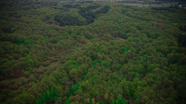 Paisagem Vida Selvagem Uma Área Florestal Fotos Aéreas Foto Alta — Fotografia de Stock