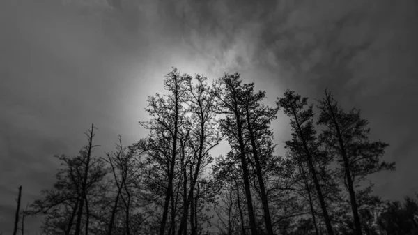 Arbres Contre Les Nuages Crépuscule Photo Haute Qualité — Photo