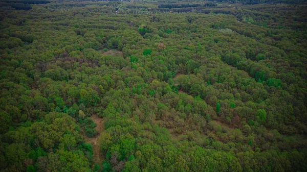 Пейзаж Дикої Природи Лісовій Зоні Аерофотознімки Високоякісна Фотографія — стокове фото