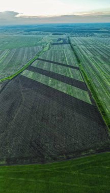 Yeşil ekili Rus tarlaları. Hava fotoğrafçılığı. Yüksek kalite fotoğraf