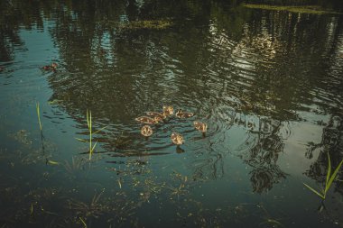 duck and ducklings swim on the pond