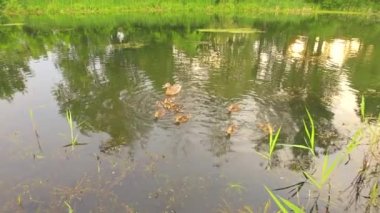 duck and ducklings swim on the pond