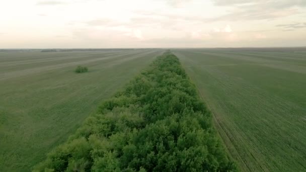 Посевные поля в Российской Федерации — стоковое видео