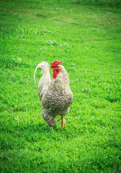 田舎の鶏が緑の草の上を歩いています 高品質の写真 — ストック写真
