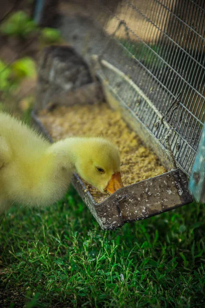 Um pequeno ganso amarelo na grama suculenta verde Fotografia De Stock