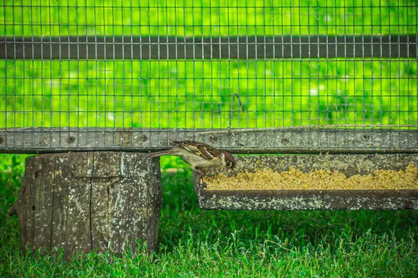 村の夏にスズメの鳥 高品質の写真 — ストック写真