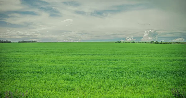 Endless Fields Green Grass Russia High Quality Photo — Stock Photo, Image