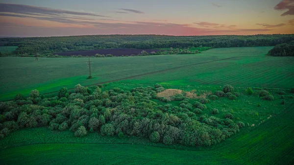 Campos Intermináveis Grama Verde Rússia Foto Alta Qualidade — Fotografia de Stock