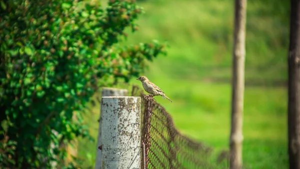 Горобцеподібний Птах Влітку Селі Високоякісна Фотографія — стокове фото