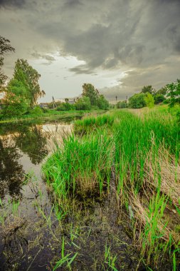 Bataklıkta yaz günbatımı manzarası. Yüksek kalite fotoğraf