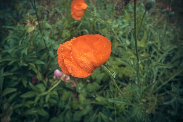 Poppy Flowers Grow Suburban Area High Quality Photo — Stock Photo, Image