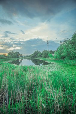 Bataklıkta yaz günbatımı manzarası. Yüksek kalite fotoğraf