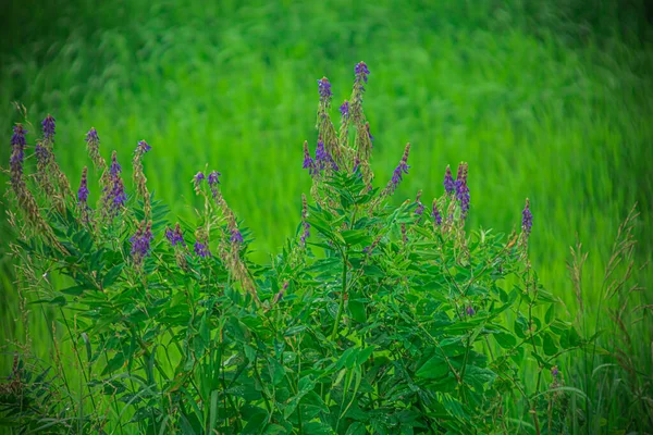 Green Summer Garden Plants High Quality Photo — Stock fotografie