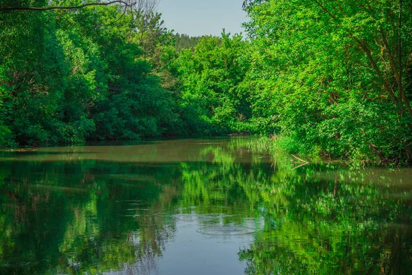 Una Pianta Acquatica Fiume Della Foresta Foto Alta Qualità — Foto Stock