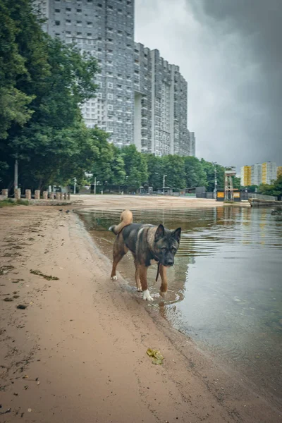 Chien Promène Dans Parc Ville Près Eau Photo Haute Qualité — Photo