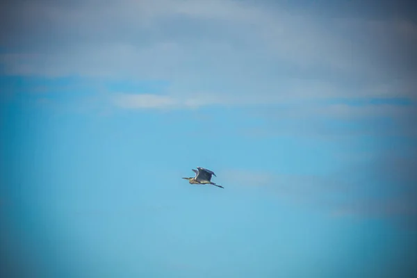 Політ чаплі на блакитному небі — стокове фото