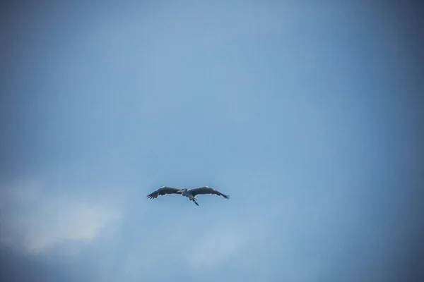 青い空のヘロンの飛行 高品質の写真 — ストック写真