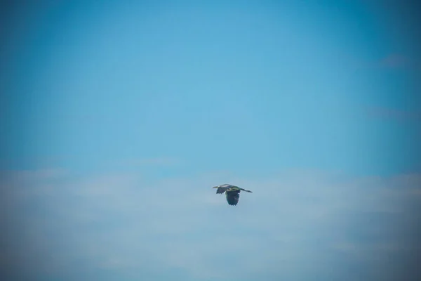 Vol Héron Dans Ciel Bleu Photo Haute Qualité — Photo