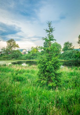 Göl kıyısında yalnız bir çam ağacı. Yüksek kalite fotoğraf