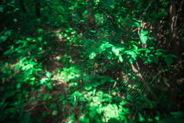 Інтернет Зеленому Непрохідному Лісі Високоякісна Фотографія — стокове фото