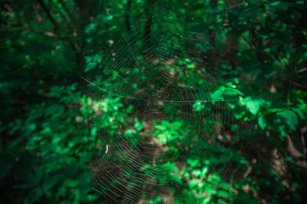 Павутина в зеленому непрохідному лісі — стокове фото