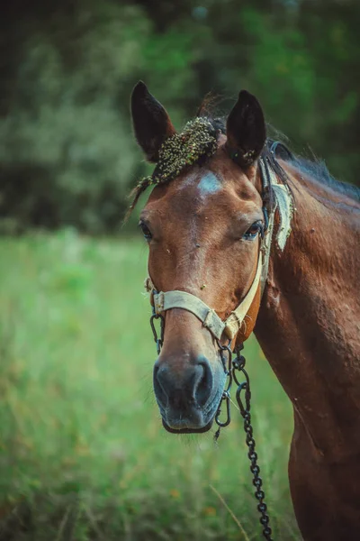 Brązowy Koń Wypasa Się Łące Wiosce Wysokiej Jakości Zdjęcie — Zdjęcie stockowe