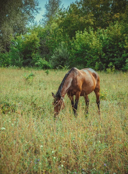 Brown Horse Grazes Meadow Village High Quality Photo — Stock Photo, Image