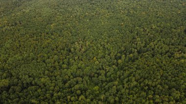 Vahşi Rus iç kesimlerinde yaz manzarası. hava fotoğrafçılığı