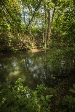 Yazın Bolşoy Chembar Nehri. Yüksek kalite fotoğraf