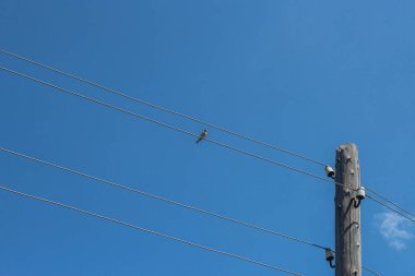 Bir kuş mavi gökyüzünün arka planında kabloların üzerinde oturuyor. Yüksek kalite fotoğraf