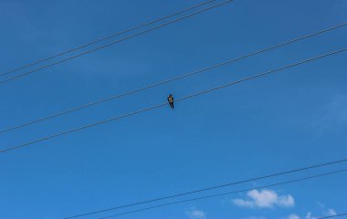 Bir kuş mavi gökyüzünün arka planında kabloların üzerinde oturuyor. Yüksek kalite fotoğraf