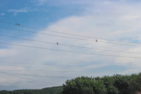Pájaro Está Sentado Sobre Cables Sobre Fondo Cielo Azul Foto — Foto de Stock