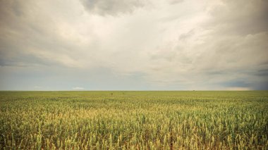 Tarlalar ekildi ve bulutlar kasvetli bir gökyüzünde. Yüksek kalite fotoğraf
