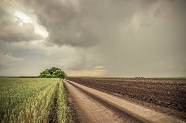 Tarlalar ekildi ve bulutlar kasvetli bir gökyüzünde. Yüksek kalite fotoğraf