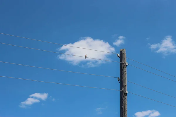 Ein Vogel Sitzt Auf Drähten Vor Dem Hintergrund Eines Blauen — Stockfoto