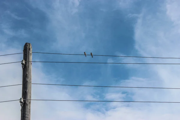 Pájaro Está Sentado Sobre Cables Sobre Fondo Cielo Azul Foto — Foto de Stock