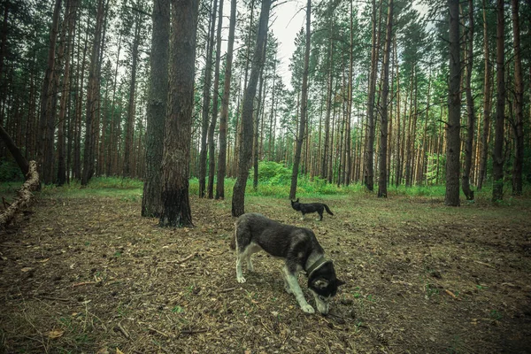 Perro Husky Siberiano Pasea Por Bosque Foto Alta Calidad — Foto de Stock