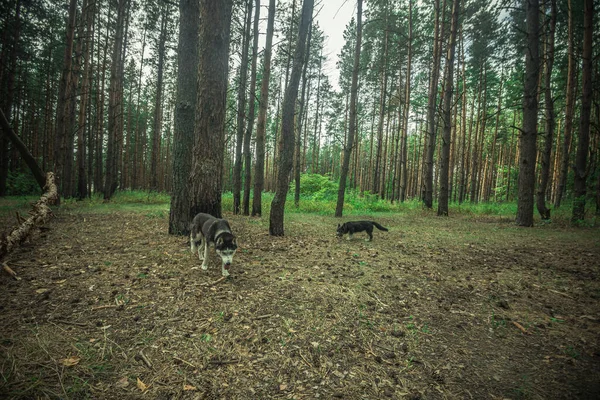 Ein Sibirischer Husky Hund Geht Wald Spazieren Hochwertiges Foto — Stockfoto