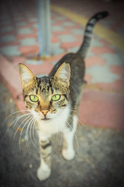 Sıcak Hindide Yaşayan Bir Kedi Yüksek Kalite Fotoğraf — Stok fotoğraf