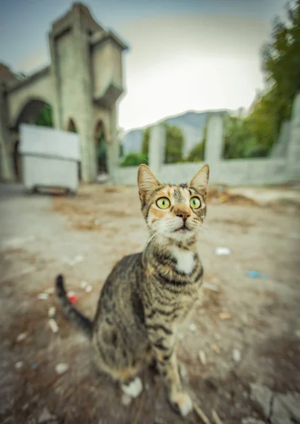 Gato Que Vive Turquia Quente Foto Alta Qualidade — Fotografia de Stock