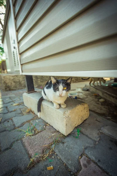 Katze Mit Einem Auge Die Der Türkei Lebt Hochwertiges Foto — Stockfoto