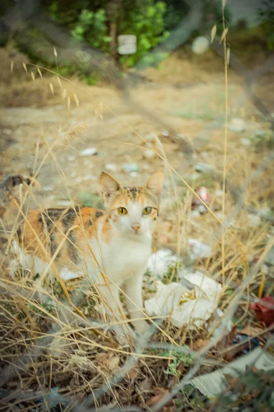 Gato Que Vive Turquia Quente Foto Alta Qualidade — Fotografia de Stock