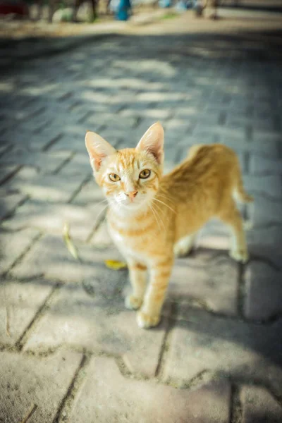 Sıcak Hindide Yaşayan Bir Kedi Yüksek Kalite Fotoğraf — Stok fotoğraf