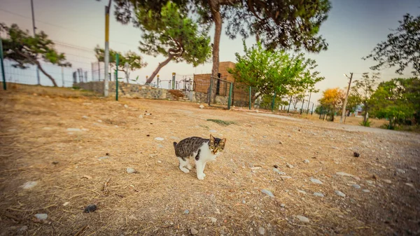 Sıcak Türkiye 'de yaşayan bir kedi