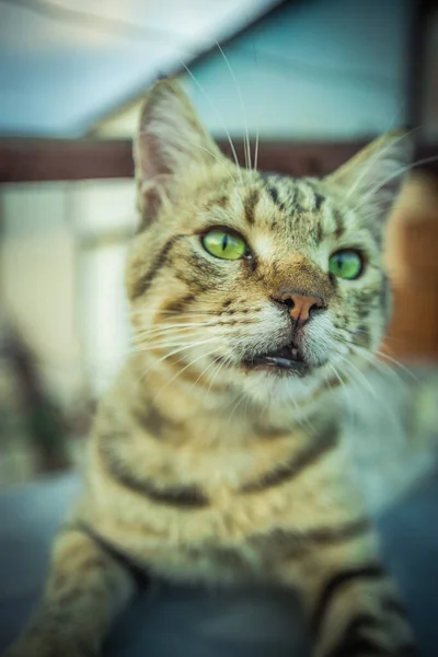一只生活在温暖的土耳其的猫 高质量的照片 — 图库照片