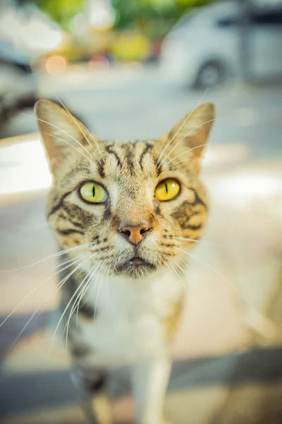 Eine Katze Die Der Warmen Türkei Lebt Hochwertiges Foto — Stockfoto