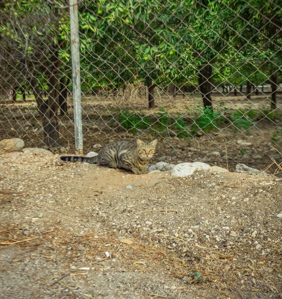 Chat Vivant Dans Turquie Chaude Photo Haute Qualité — Photo